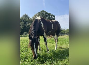 Fler ponnyer/små hästar Blandning, Sto, 4 år, 155 cm, Tobiano-skäck-alla-färger