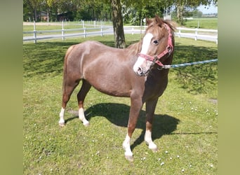 Fler ponnyer/små hästar, Sto, 5 år, 115 cm, fux