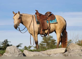 Fler ponnyer/små hästar, Sto, 5 år, 127 cm, Gulbrun