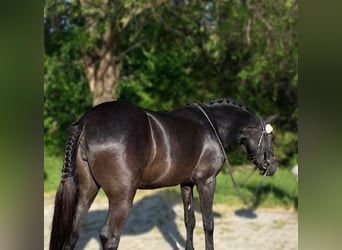 Fler ponnyer/små hästar Blandning, Sto, 5 år, 128 cm, Svart