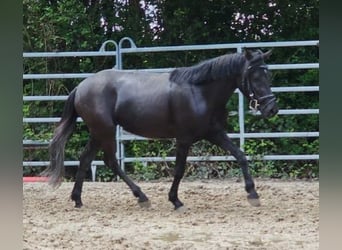 Fler ponnyer/små hästar Blandning, Sto, 5 år, 128 cm, Svart