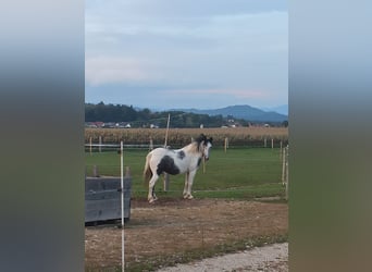 Fler ponnyer/små hästar Blandning, Sto, 5 år, 140 cm, Kan vara vit