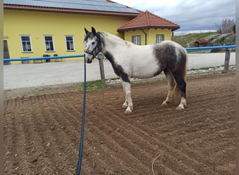 Fler ponnyer/små hästar Blandning, Sto, 5 år, 140 cm, Kan vara vit