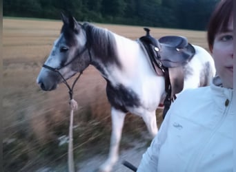 Fler ponnyer/små hästar Blandning, Sto, 5 år, 140 cm, Kan vara vit