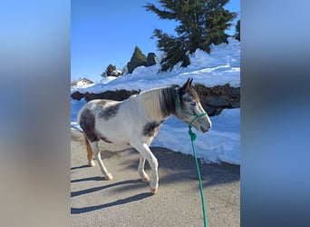 Fler ponnyer/små hästar Blandning, Sto, 5 år, 140 cm, Kan vara vit