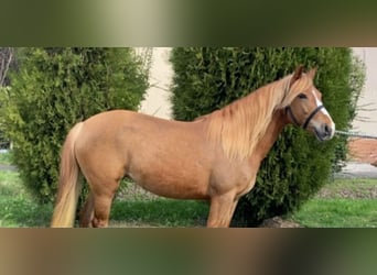Fler ponnyer/små hästar, Sto, 5 år, 142 cm, fux