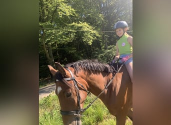 Fler ponnyer/små hästar Blandning, Sto, 5 år, 145 cm, Brun