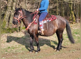 Fler ponnyer/små hästar Blandning, Sto, 5 år, 145 cm, Svart