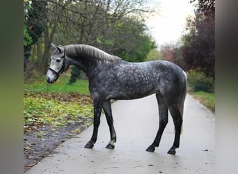 Fler ponnyer/små hästar, Sto, 5 år, 146 cm, Gråskimmel