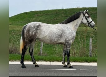 Fler ponnyer/små hästar, Sto, 5 år, 148 cm, Gråskimmel