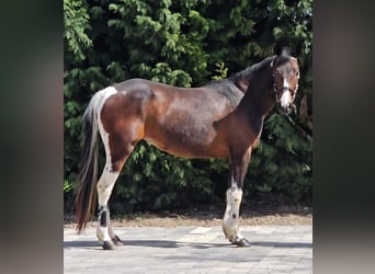 Fler ponnyer/små hästar, Sto, 5 år, 148 cm, Pinto