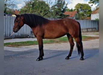 Fler ponnyer/små hästar, Sto, 5 år, 150 cm, Brun