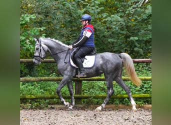 Fler ponnyer/små hästar, Sto, 5 år, 151 cm