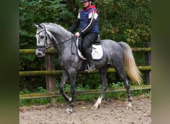 Fler ponnyer/små hästar, Sto, 5 år, 151 cm