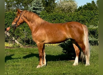 Fler ponnyer/små hästar, Sto, 5 år, 153 cm, fux