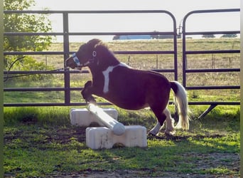 Fler ponnyer/små hästar, Sto, 5 år, 71 cm, Pinto