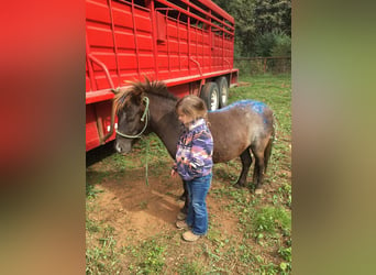 Fler ponnyer/små hästar, Sto, 5 år, 94 cm, Fux