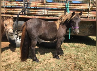 Fler ponnyer/små hästar, Sto, 5 år, 94 cm, Fux