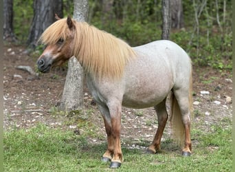 Fler ponnyer/små hästar, Sto, 5 år, 94 cm, Rödskimmel