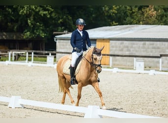 Fler ponnyer/små hästar, Sto, 6 år, 144 cm, Palomino