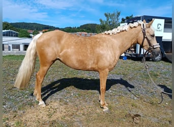 Fler ponnyer/små hästar, Sto, 6 år, 144 cm, Palomino