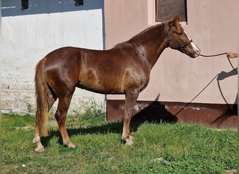Fler ponnyer/små hästar, Sto, 6 år, 148 cm, fux
