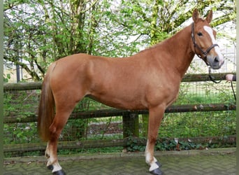 Fler ponnyer/små hästar, Sto, 6 år, 150 cm