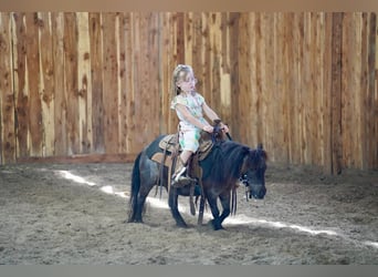 Fler ponnyer/små hästar, Sto, 6 år, 69 cm, Konstantskimmel