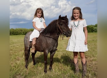 Fler ponnyer/små hästar, Sto, 6 år, 91 cm, Konstantskimmel
