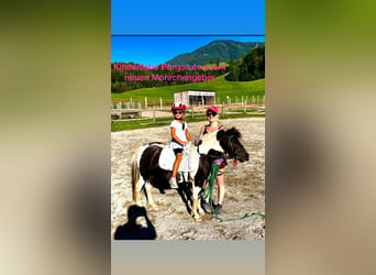 Fler ponnyer/små hästar Blandning, Sto, 7 år, 110 cm, Pinto