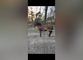 Fler ponnyer/små hästar, Sto, 7 år, 133 cm, Brun