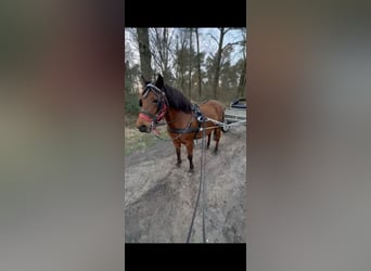 Fler ponnyer/små hästar, Sto, 7 år, 133 cm, Brun