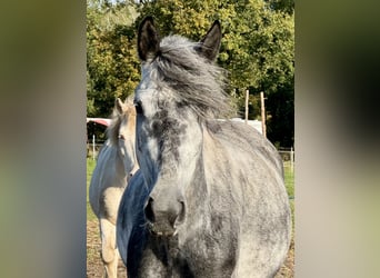 Weitere Ponys/Kleinpferde Blandning, Stute, 7 Jahre, 145 cm, Rappschimmel