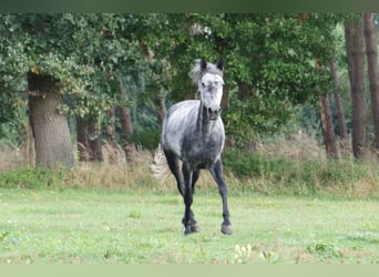 Weitere Ponys/Kleinpferde Blandning, Stute, 7 Jahre, 145 cm, Rappschimmel