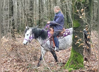 Fler ponnyer/små hästar, Sto, 7 år, 145 cm, Gråskimmel