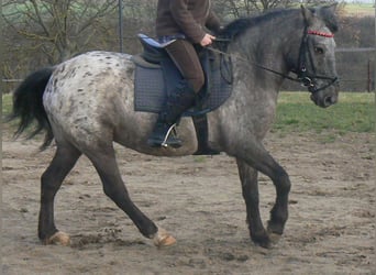 Fler ponnyer/små hästar, Sto, 7 år, 145 cm, Leopard-Piebald
