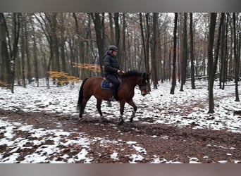 Fler ponnyer/små hästar, Sto, 7 år, 153 cm, Brun