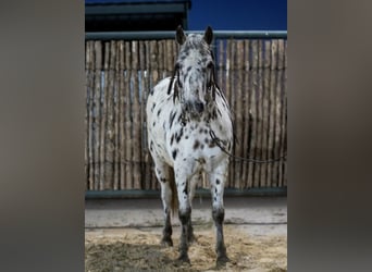 Fler ponnyer/små hästar, Sto, 8 år, 112 cm, Leopard-Piebald
