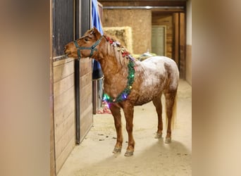 Fler ponnyer/små hästar, Sto, 8 år, 127 cm, Rödskimmel