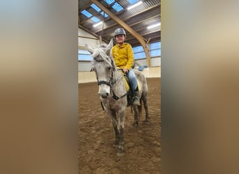 Fler ponnyer/små hästar Blandning, Sto, 8 år, 138 cm, Grå-flugskimmel