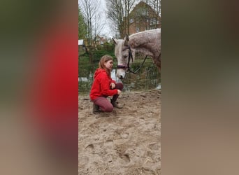 Fler ponnyer/små hästar Blandning, Sto, 8 år, 138 cm, Grå-flugskimmel