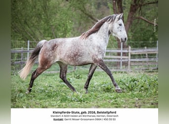 Fler ponnyer/små hästar, Sto, 8 år, 146 cm, Grå