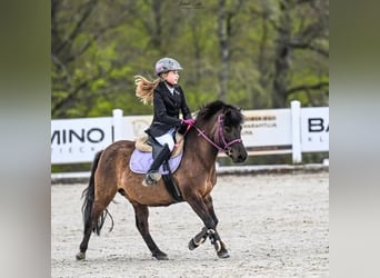 Fler ponnyer/små hästar, Sto, 9 år, 120 cm, Kan vara vit