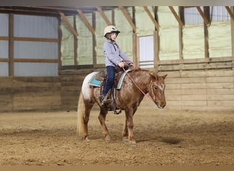 Fler ponnyer/små hästar, Sto, 9 år, 127 cm, Rödskimmel