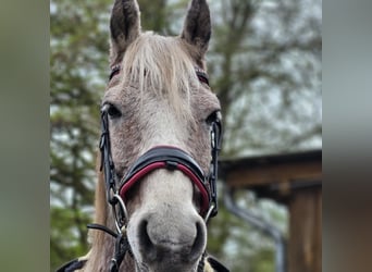 Fler ponnyer/små hästar Blandning, Sto, 9 år, 140 cm, Grå-flugskimmel
