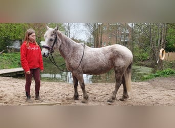 Fler ponnyer/små hästar Blandning, Sto, 9 år, 140 cm, Grå-flugskimmel