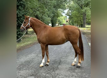 Fler ponnyer/små hästar, Sto, 9 år, 148 cm, fux