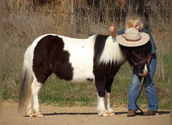 Fler ponnyer/små hästar, Sto, 9 år