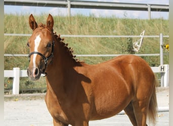 Fler ponnyer/små hästar, Sto, Föl (03/2024), 139 cm, fux