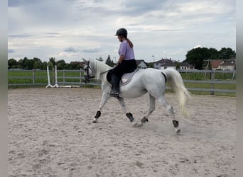 Fler ponnyer/små hästar Blandning, Sto, Föl (04/2023), 142 cm, Kan vara vit